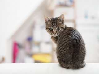 子猫
