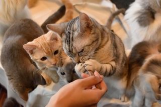 猫