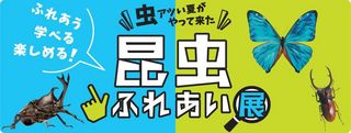 昆虫