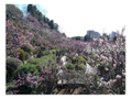 池上梅園公園 588m   