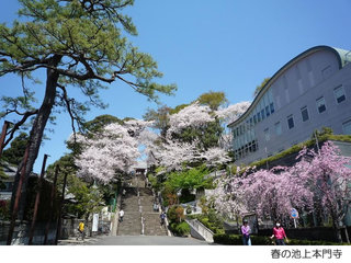 春の池上本門寺