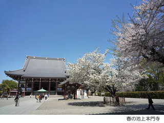 春の池上本門寺