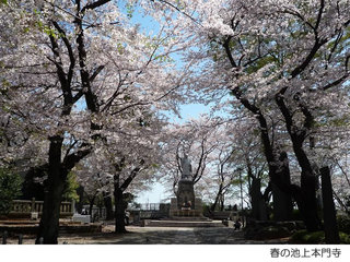 春の池上本門寺４