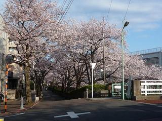 桜２