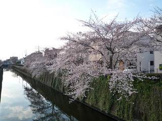 桜４