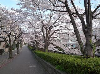 桜１