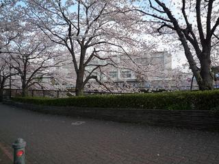 桜４