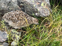 北アルプス・パノラマ銀座を縦走してきました♬