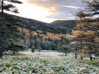 北八ヶ岳の静寂の中を歩いて来ました。