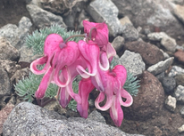 池の平湿原にコマクサを見に行ってきました♬
