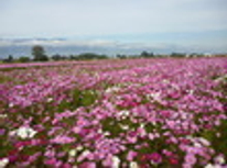 松本市　賃貸　不動産　秋ですね。思わず見入ってしまいました。