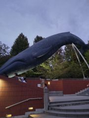 国立科学博物館　くじら