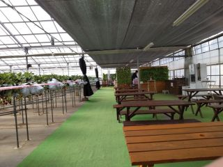 北田農園　いちご狩り
