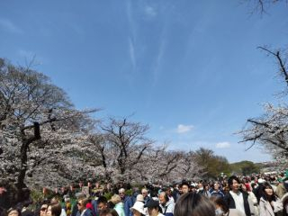 上野恩賜公園　お花見