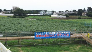 (株)松屋撮影：清瀬ひまわりフェスティバル