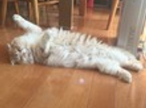 かわいくてゴメンネ♪