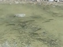 延岡市北川町で魚釣り大会！！