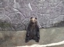 これがリアルクマモンだからっ（出川風）