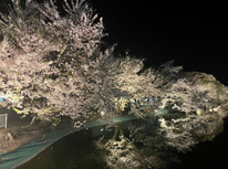 臥竜公園の夜桜☆