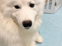 サモエドカフェ♪