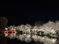 お花見☆夜桜ver！