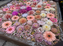 第25回　善光寺花回廊　ながの花フェスタ2026☆