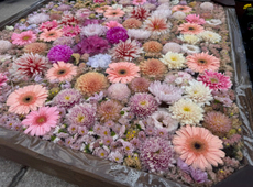 第25回　善光寺花回廊　ながの花フェスタ2026☆