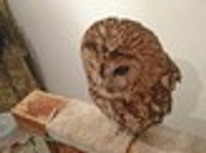 ふくろうカフェ　ｉｎ大倉山