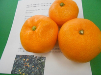 オーナー様から頂いたお歳暮のおみかん