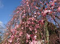 【街情報】　大倉山観梅会　平成29年2月18日・19日