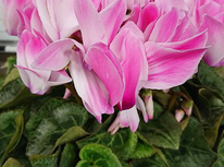 【ご挨拶】本年最終営業日です