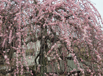 【街情報】　大倉山観梅会　2019年2月16日（土）17日（日）開催