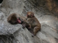 綱島西に猿が出没したそうです