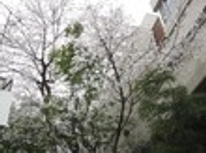 横浜にもサクラ咲く