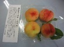 綱島桃の原種・日月桃（じつげつとう）