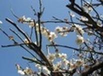 大倉山　梅まつり