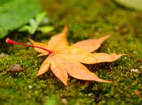 デコレーションの秋