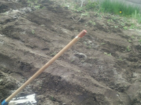 家庭菜園リベンジです