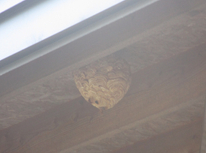 アパート・貸家に蜂の巣を見つけたら