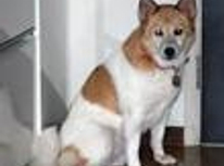 ペットと暮らす！