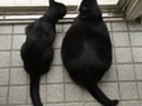 2月22日は、ねこの日。