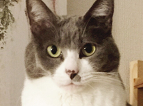 ねこと暮らす　第２弾