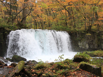 ねこと暮らす　第３弾