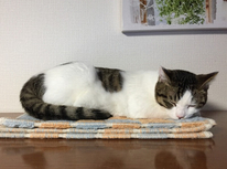 ねこと暮らす　第4弾　2月22日は何の日？(ネタバレ)