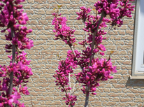 桜散っちゃいましたネ。