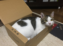 今日の最低気温９℃。