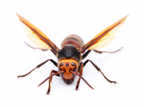 「スズメバチ」に注意　!!