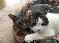 猫と暮らす　第6弾