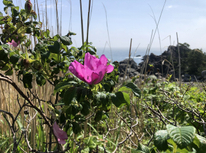 「新型コロナウィルス」緊急事態宣言解除