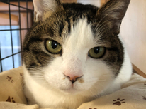 猫と暮らす　第7弾　「ペット飼育の心得」